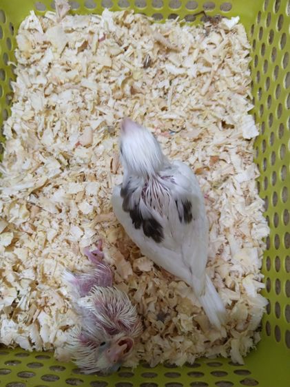 ลูกป้อนค็อกตาเทล