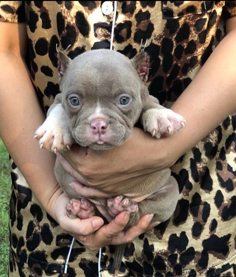 บูลลี่ รูปที่ 4