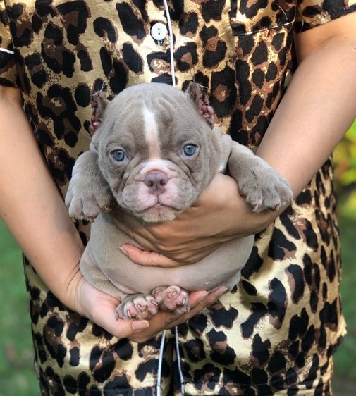 บูลลี่ (Bully) เล็ก บูลลี่