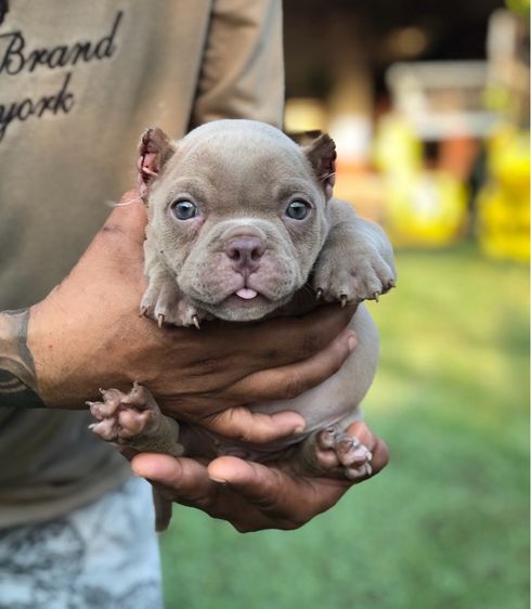 บูลลี่ รูปที่ 2