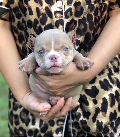 บูลลี่ รูปที่ 3