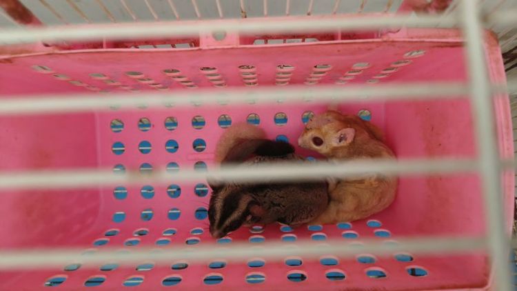 พ่อแม่ลูก ชูการ์