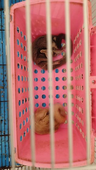 พ่อแม่ลูก ชูการ์ รูปที่ 2