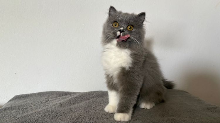 สก็อตติชสีบลู เพศผู้ รูปที่ 7