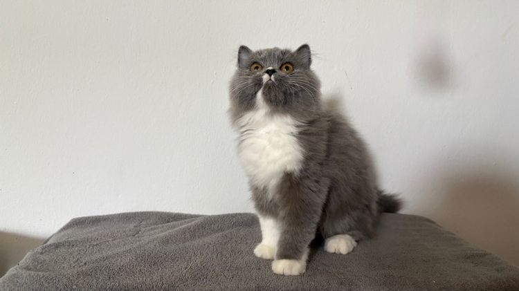 สก็อตติชสีบลู เพศผู้ รูปที่ 2