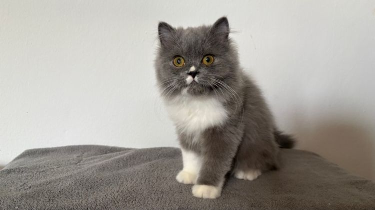 สก็อตติชสีบลู เพศผู้ รูปที่ 4