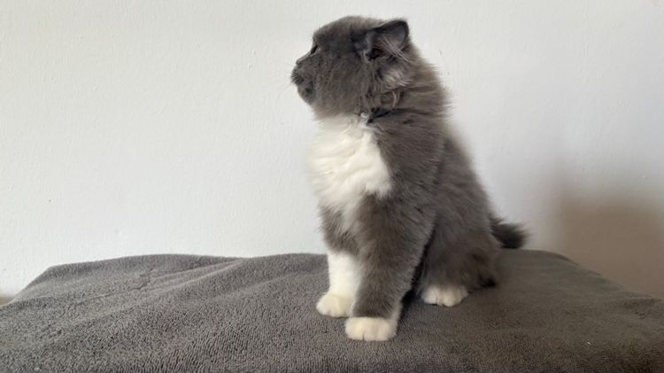 สก็อตติชสีบลู เพศผู้ รูปที่ 5