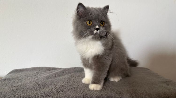 สก็อตติชสีบลู เพศผู้ รูปที่ 6