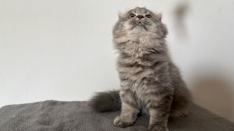 สก๊อตติชลายแท็บบี้ เพศเมีย รูปที่ 5