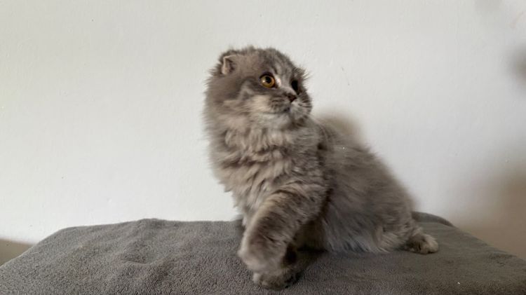 สก๊อตติชลายแท็บบี้ เพศเมีย รูปที่ 3