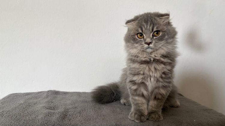 สก๊อตติชลายแท็บบี้ เพศเมีย