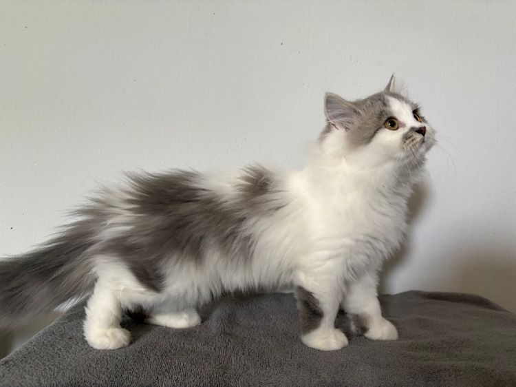 สก๊อตติชลายแต้ม เพศผู้ รูปที่ 6