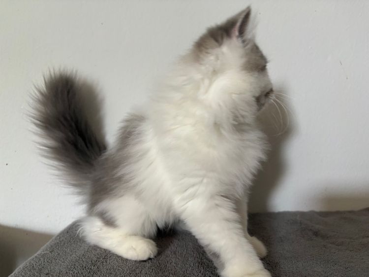 สก๊อตติชลายแต้ม เพศผู้ รูปที่ 5