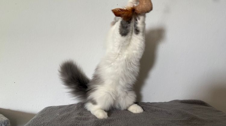 สก๊อตติชลายแต้ม เพศผู้ รูปที่ 3