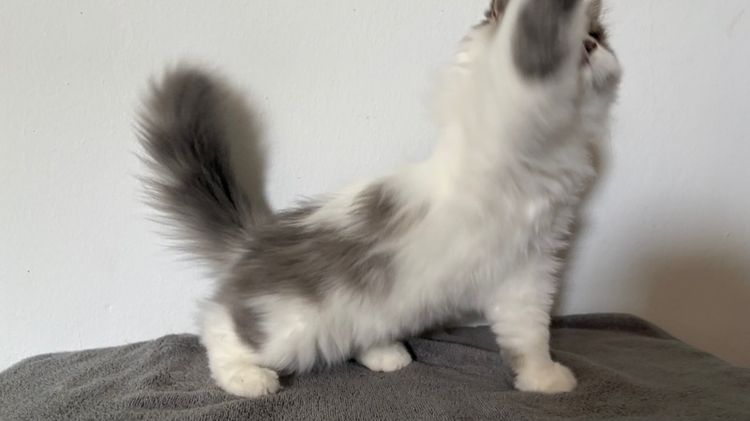 สก๊อตติชลายแต้ม เพศผู้ รูปที่ 4