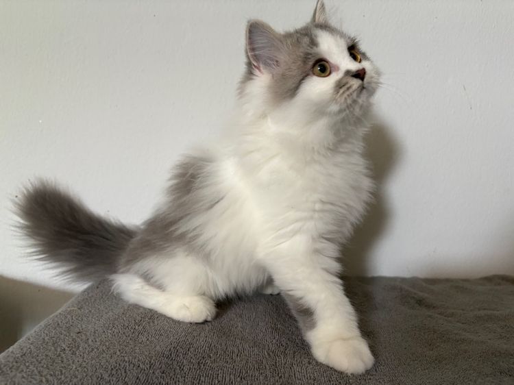 สก๊อตติชลายแต้ม เพศผู้ รูปที่ 2