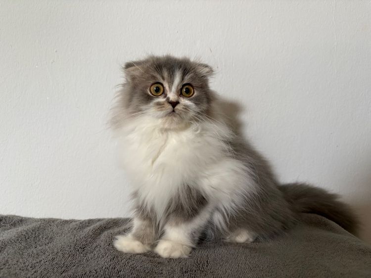 สก็อตติชลองแฮร์เพศชาย รูปที่ 3