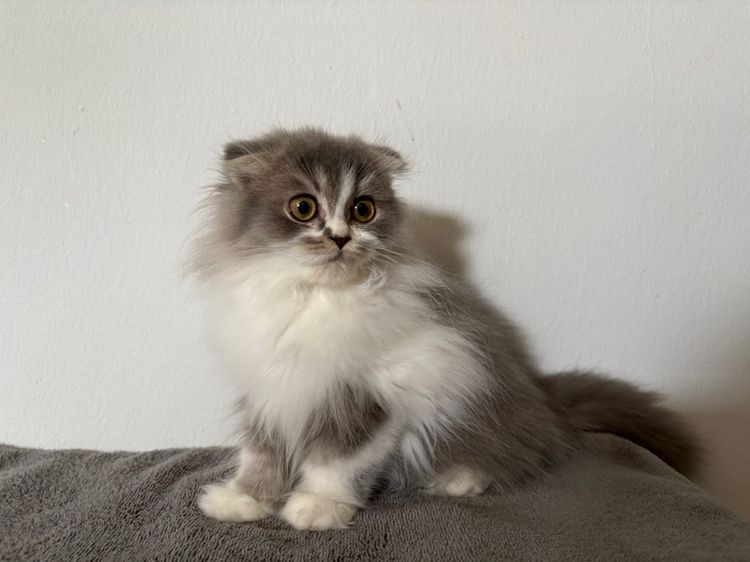 สก็อตติชลองแฮร์เพศชาย รูปที่ 4