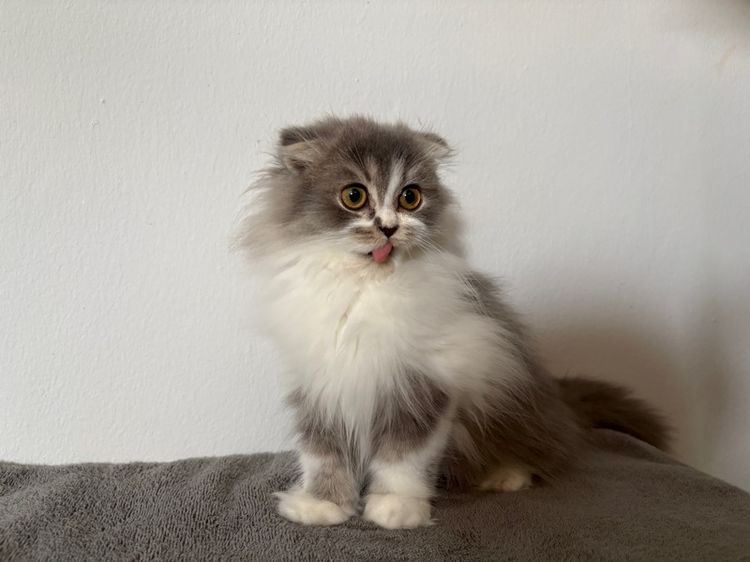 สก็อตติชลองแฮร์เพศชาย รูปที่ 6