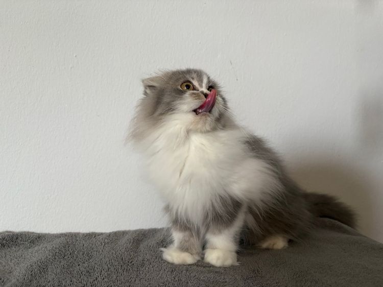 สก็อตติชลองแฮร์เพศชาย