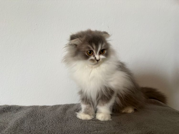 สก็อตติชลองแฮร์เพศชาย รูปที่ 5