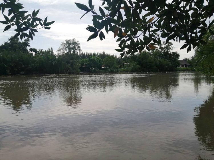 ขายที่ดินพร้อมสิ่งปลูกสร้าง โฉนดนส.3ก.ติดคลองบางตะบูน 1ไร่36ตรว.ด้านหน้าติดถนนคอนกรีต(ถนน2เลน)