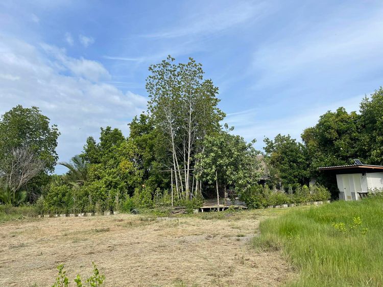 ขายที่ดินพร้อมสิ่งปลูกสร้าง โฉนดนส.3ก.ติดคลองบางตะบูน 1ไร่36ตรว.ด้านหน้าติดถนนคอนกรีต(ถนน2เลน) รูปที่ 4