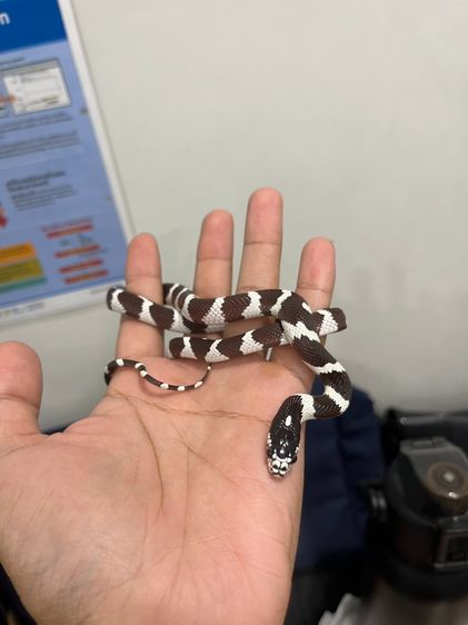 งู California king snake 