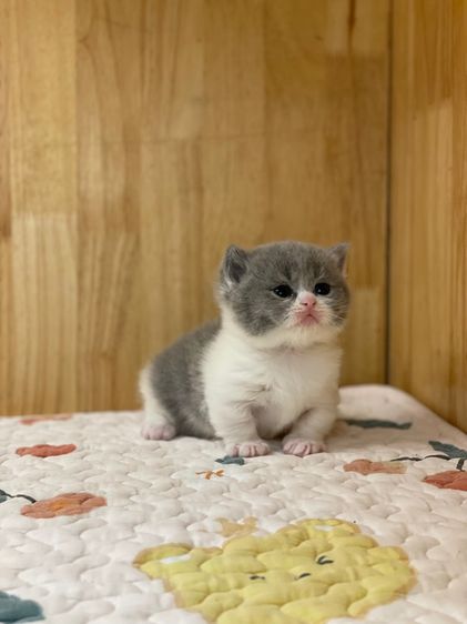 ลูกแมว มันช์กิ้นขาสั้น รูปที่ 11