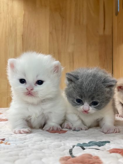 ลูกแมว มันช์กิ้นขาสั้น รูปที่ 5