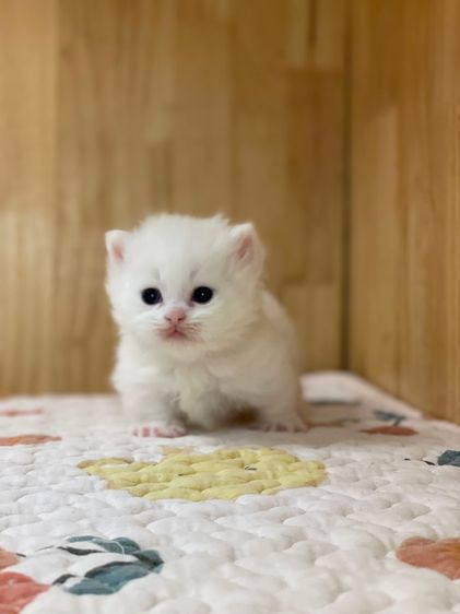 ลูกแมว มันช์กิ้นขาสั้น รูปที่ 10