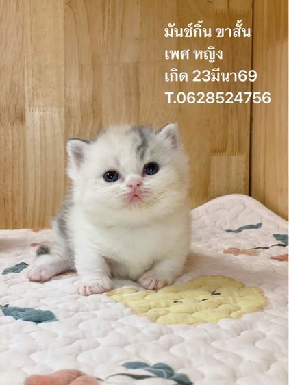 ลูกแมว มันช์กิ้นขาสั้น