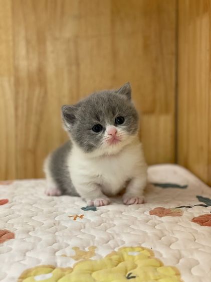 ลูกแมว มันช์กิ้นขาสั้น รูปที่ 12