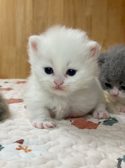 ลูกแมว มันช์กิ้นขาสั้น รูปที่ 6