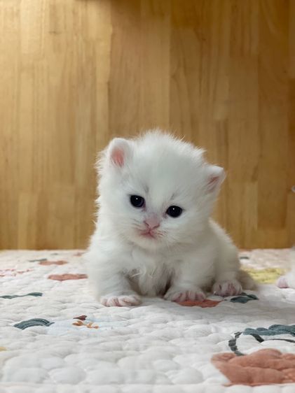 ลูกแมว มันช์กิ้นขาสั้น รูปที่ 4