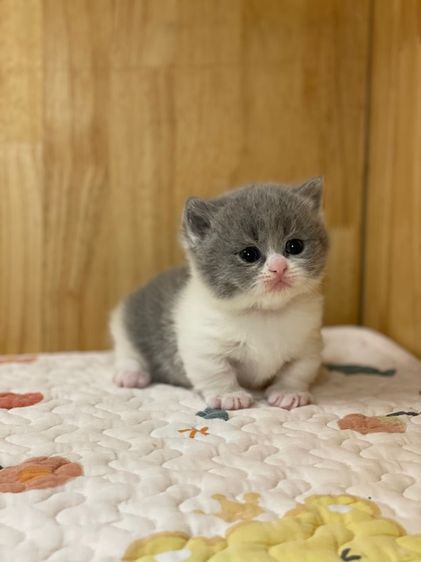 ลูกแมว มันช์กิ้นขาสั้น รูปที่ 13