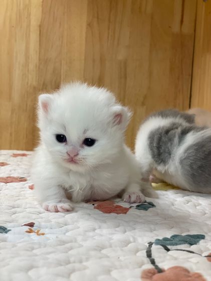 ลูกแมว มันช์กิ้นขาสั้น รูปที่ 7