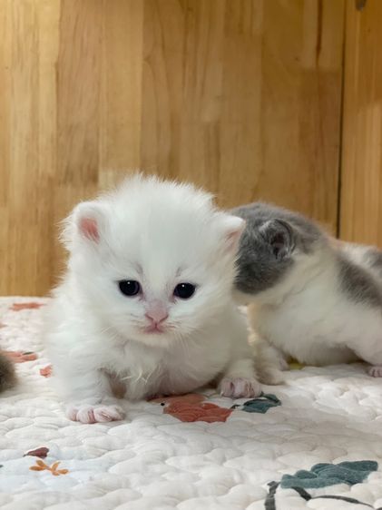 ลูกแมว มันช์กิ้นขาสั้น รูปที่ 8