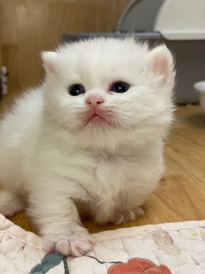 ลูกแมว มันช์กิ้นขาสั้น รูปที่ 9