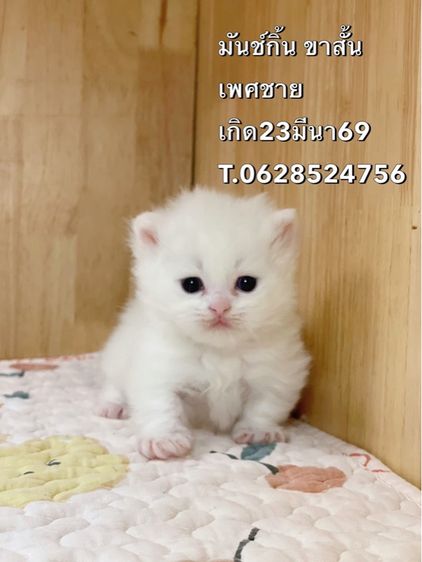 ลูกแมว มันช์กิ้นขาสั้น รูปที่ 3