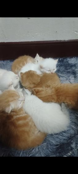 แมวสก๊อตติส 7 ตัว ขายเหมายกคอก รูปที่ 3