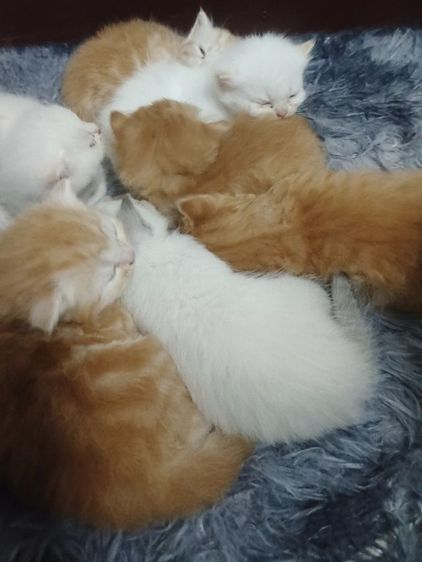 แมวสก๊อตติส 7 ตัว ขายเหมายกคอก