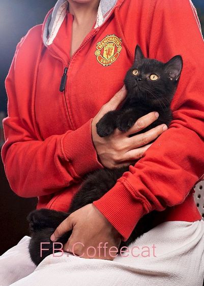 แมวสายพันธุ์บริติชช็อตแฮร์ สีดำ เพศหญิง