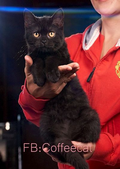 แมวสายพันธุ์บริติชช็อตแฮร์ สีดำ เพศหญิง รูปที่ 5