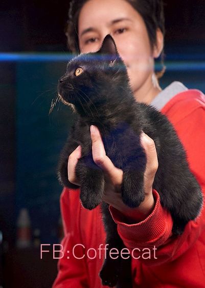 แมวสายพันธุ์บริติชช็อตแฮร์ สีดำ เพศหญิง รูปที่ 2