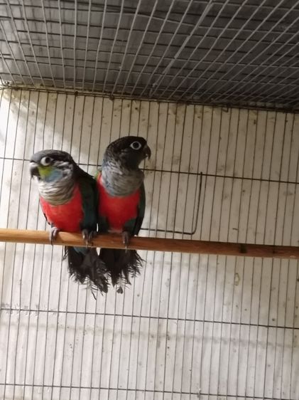 คิมสันคอนัว รูปที่ 7