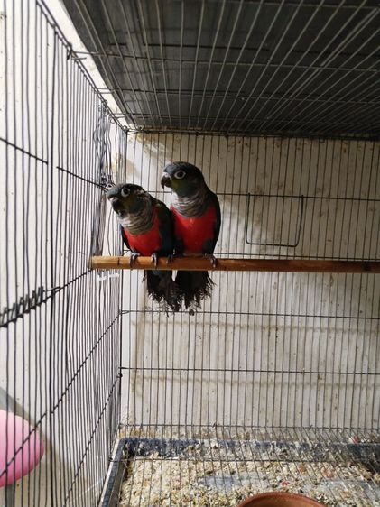 คิมสันคอนัว รูปที่ 3