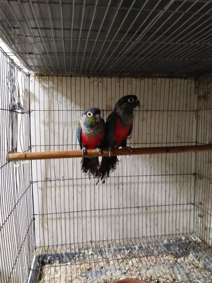 คิมสันคอนัว รูปที่ 5