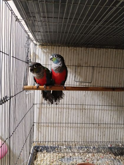 คิมสันคอนัว รูปที่ 2