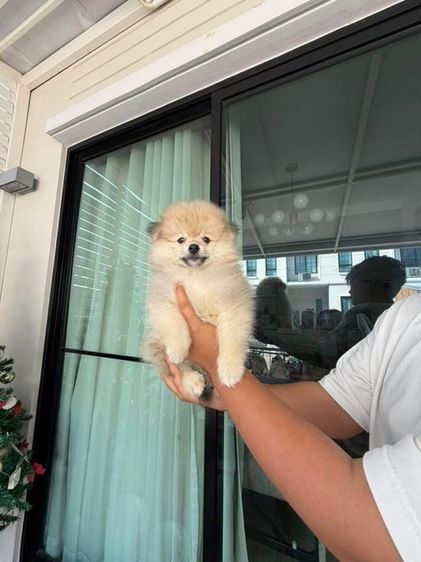 ปอมเมอเรเนียน 